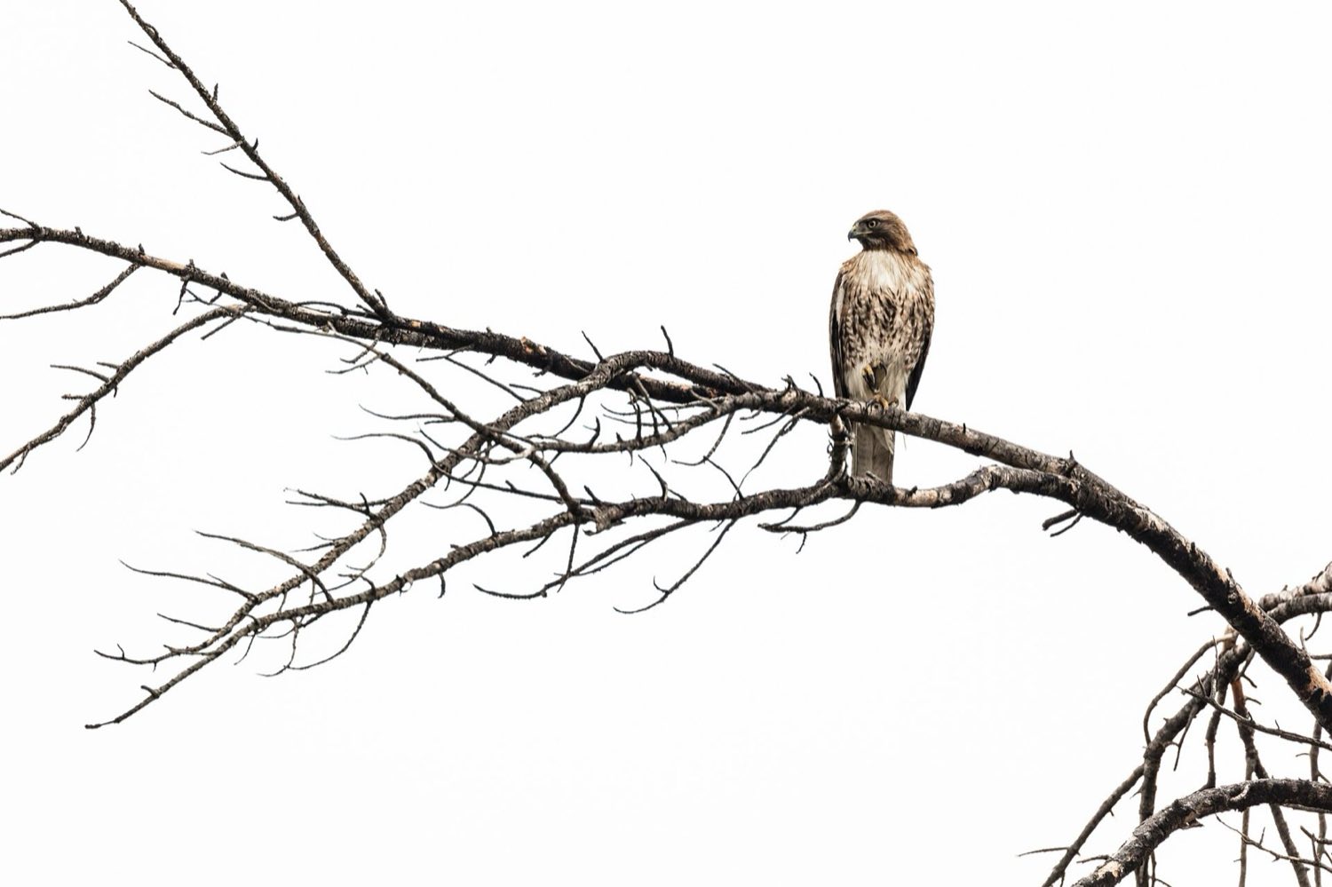 Buse variable