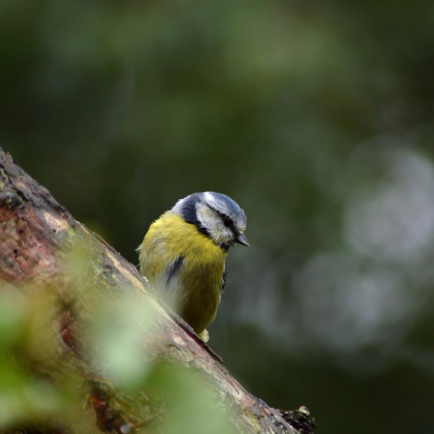 Mésange bleue au givre