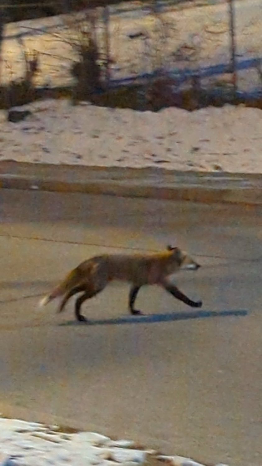 Renard de la friche